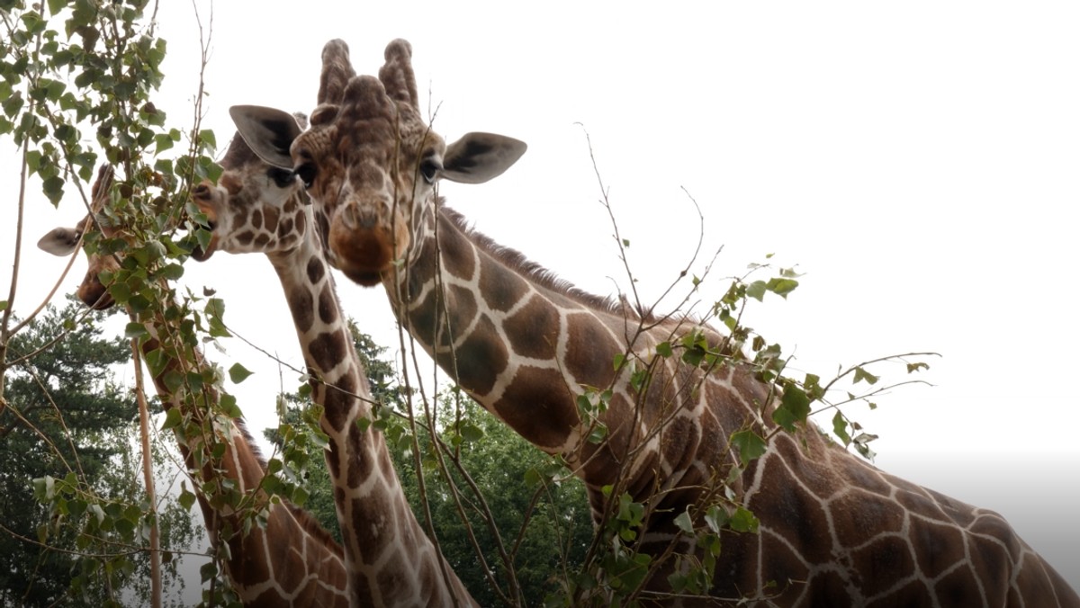 Rafiki to najwyższa żyrafa we wrocławskim ZOO, ojciec wszystkich żyraf urodzonych we Wrocławiu. W Międzynarodowy Dzień Żyrafy, który obchodzony jest 21 czerwca platforma e-rekrutacyjna StepStone.pl została jego oficjalnym opiekunem.