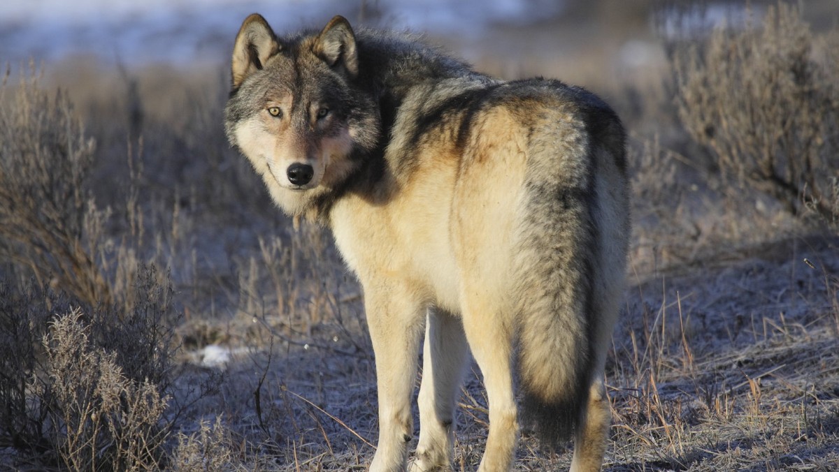 W ubiegłym tygodniu w okolicach Ośna Lubuskiego znaleziono martwe zwierzę, prawdopodobnie wilka, z ranami postrzałowymi. Natknęła się na nie wolontariuszka OTOZ Animals, która szukała zaginionego psa. Sprawę zgłoszono na policję, która prowadzi dochodzenie pod nadzorem prokuratury. Według obrońców zwierząt wszystko wskazuje na to, że w okolicy grasuje "bezwzględny kłusownik". - Apelujemy do wszystkich o baczne pilnowanie swoich psów - ostrzegają mieszkańców i proszą o pomoc w odnalezieniu potencjalnego sprawy postrzelenia wilka.