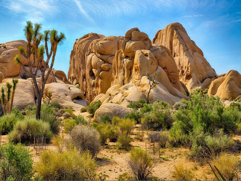 Park Narodowy Joshua Tree/materiały prasowe Albatros