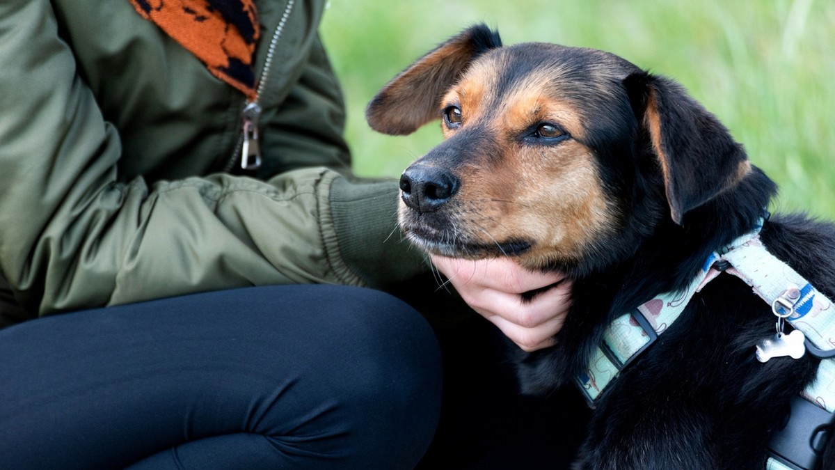 zwierzęta, adopcja, edukacja