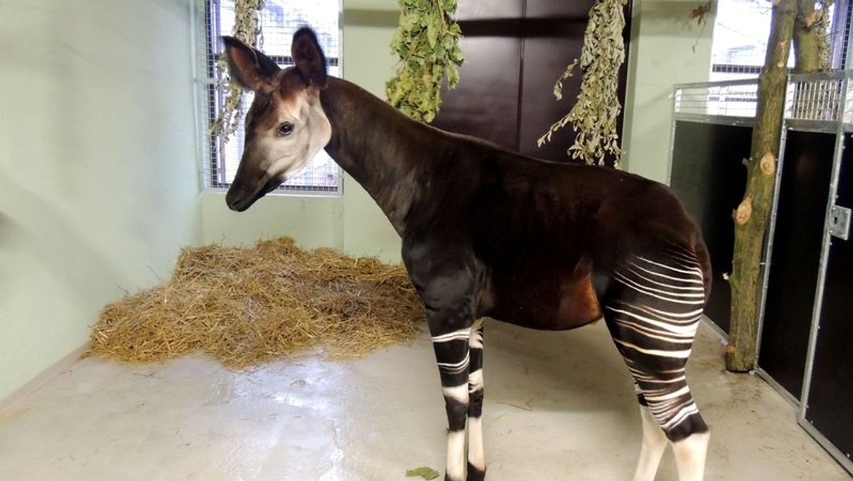 Na świecie żyje ich tylko 60, a jeden z nich właśnie trafił do Wrocławia. Nowym mieszkańcem wrocławskiego ogrodu zoologicznego został okapi o imieniu Maiko. To niezwykłe zwierzę będzie można zobaczyć już od najbliższego wtorku.