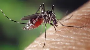 Diese beliebten Anti-Mückenmittel helfen