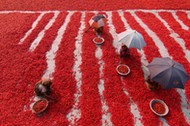 Red Chilies Pickers