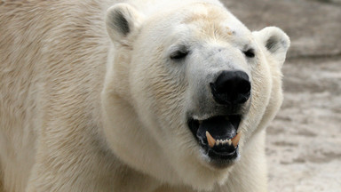 Tragedia na Alasce. Niedźwiedź polarny zabił kobietę i chłopca