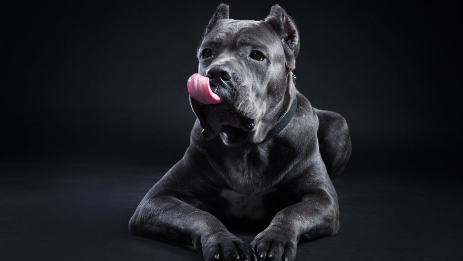 Cane Corso