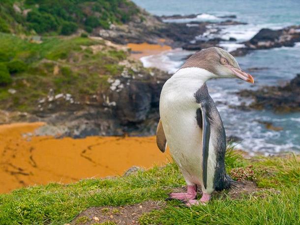 Nowa Zelandia pingwin żółtooki