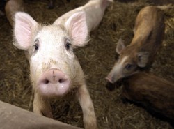 Polskie mięso wraca do Rosji