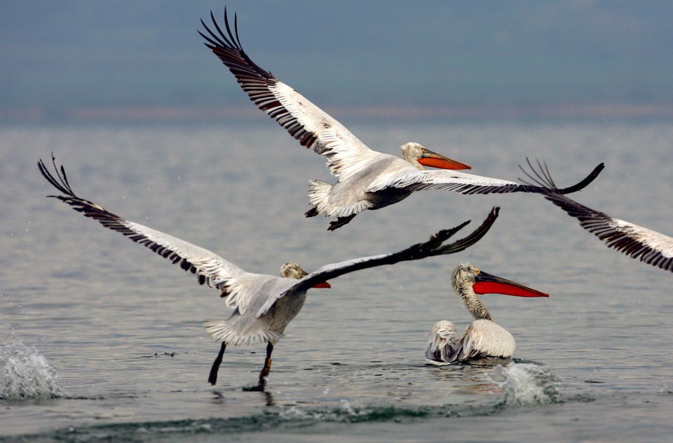 Jezioro Dojran