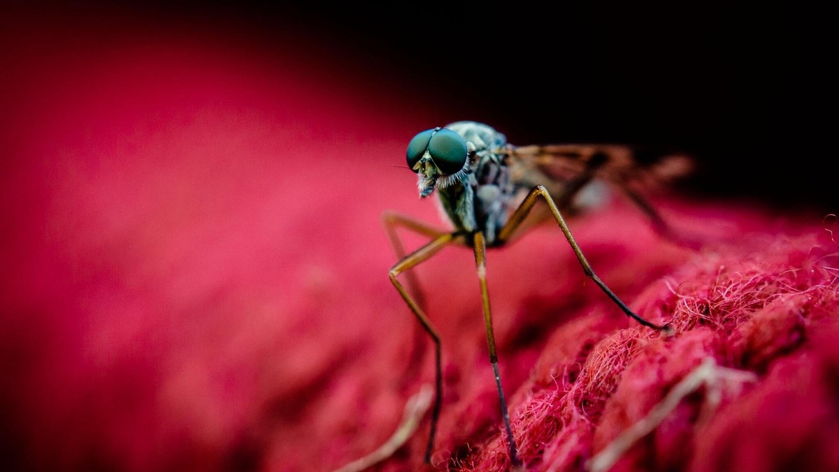 Macro Shot Of Mosquito On Red Fabric