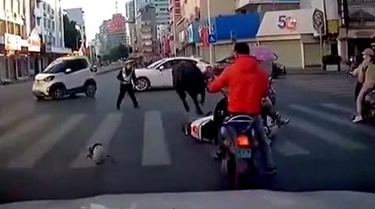 Heten megsérültek a kínai városban a tomboló bika támadásában /Fotó: DailyMail videorészlet 