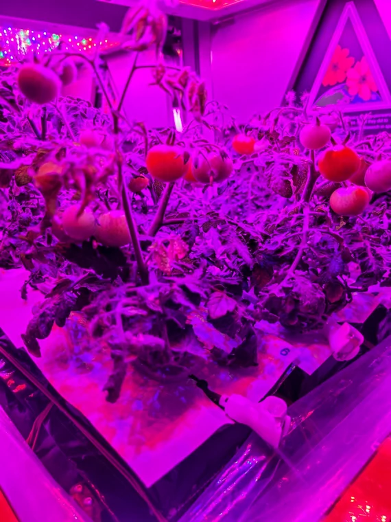 Kosmiczne pomidory