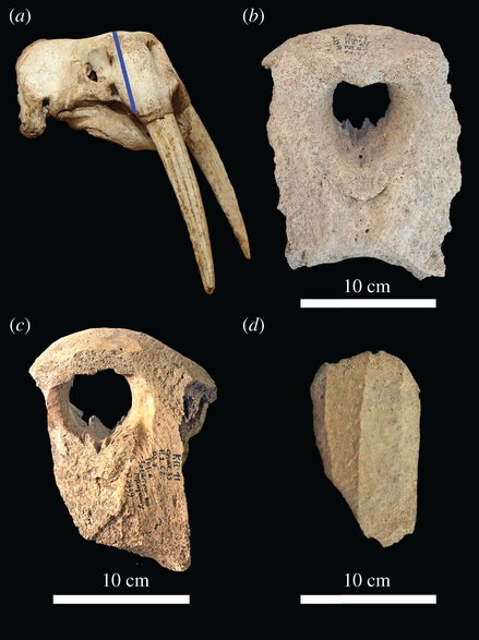Znalezione w Kijowie fragmenty czaszek morsów. a) współczesna czaszka z zaznaczoną linią oddzielania kości z kłami. b, c, d - fragmenty z Kijowa