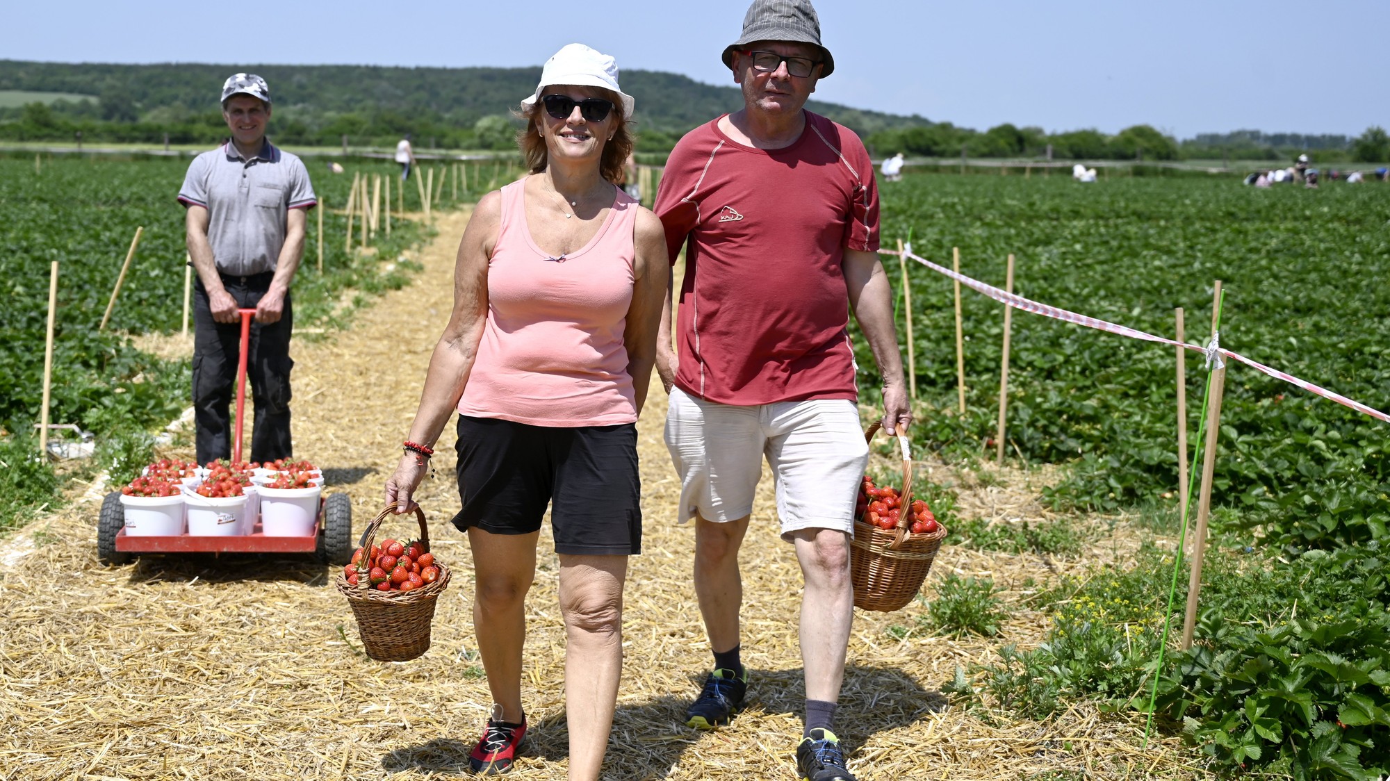 Na samozbere jahôd na plantáži v Močaranoch
