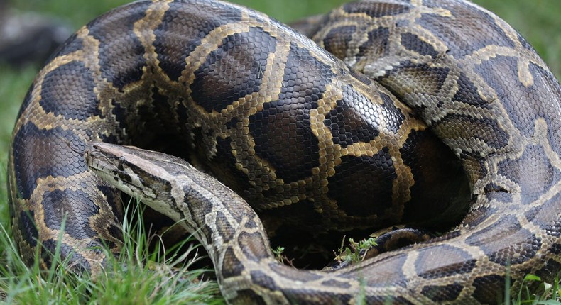 Python is the most exported animal from Ghana – Research reveals ...