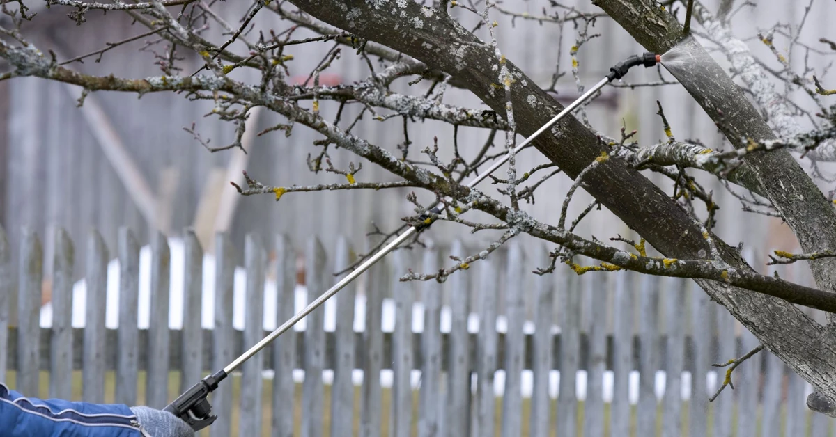 Spryskaj tym jabłonie teraz, aby w okresie nie miały parcha. Kiedy pryskać jabłonie na parcha? Czym pryskać jabłonie?