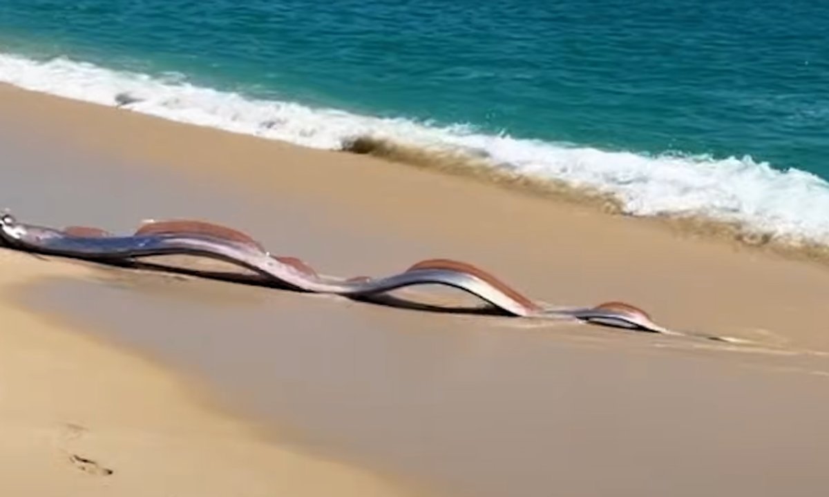 Znaleźli na plaży dwie "ryby zagłady". Wideo jest hitem sieci