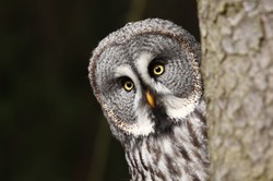 Zaczynają się sowie gody. Nocą w lesie lub parku można już usłyszeć pohukujące głośno samce