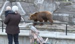 Horror w warszawskim zoo. Wpadł do wybiegu, poszarpał go niedźwiedź. Jest nagranie