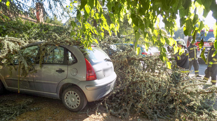 Parkoló autókra esett egy fenyőfa ága Hévízen./Fotó: Keszthely HTP