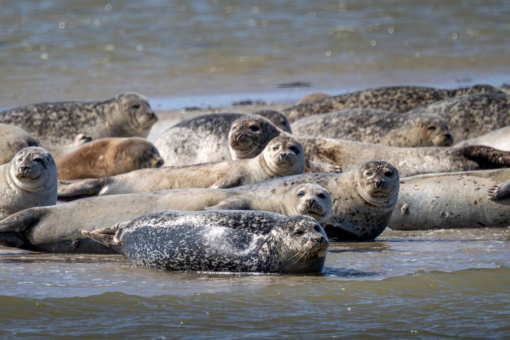 26-Jähriger scheucht 20 Seehunde für Fotos auf