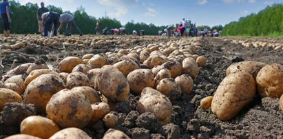 Lubisz ziemniaki? Sprawdź, jak je jeść, żeby schudnąć!