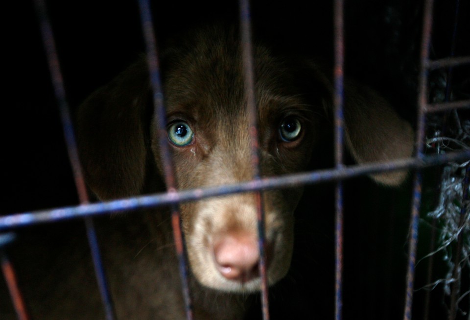 INDONESIA BALI DOG RABIES