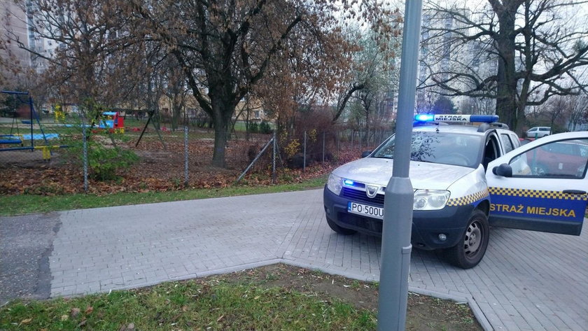 Poznań: dziki w przedszkolnym ogródku. Jeden był agresywny
