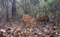 Gdzie się ukrywał kanczyl srebrnogrzbiety? Uznano ten gatunek za wymarły, ale po 30 latach odkryto go ponownie