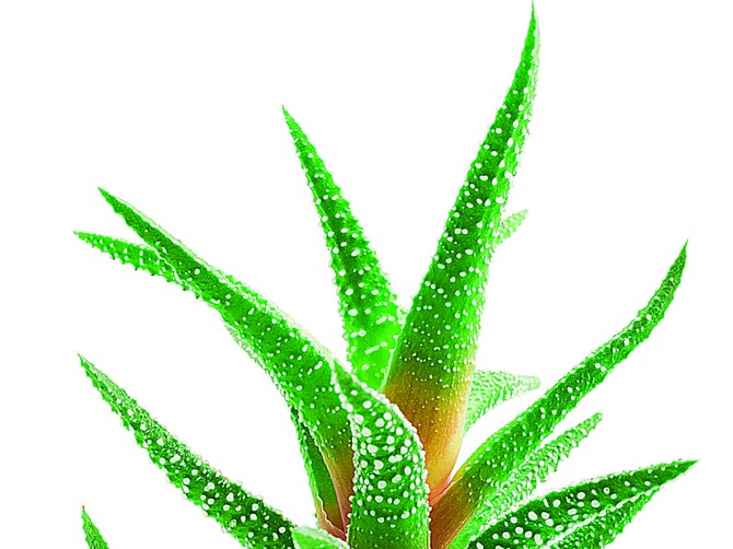 116177_stockphotogreenleavesofaloeplantcloseup136312112