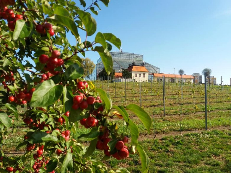 Palmiarnia Zielona Góra i Winny Park