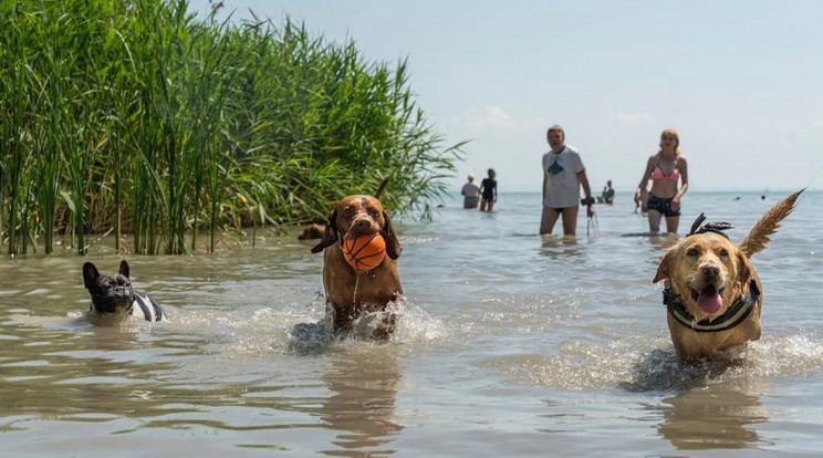 Keszthely Kutyás Park /Fotó: Belovári András, hirbalaton.hu