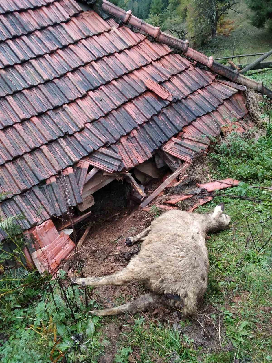 Medvedi su Stojkovićima razvalili deo krova i zida štale i upali među ovce