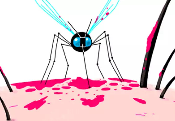 Komary używają aż sześciu igieł, żeby nas ukłuć. Zobacz, jak to wygląda z bliska