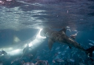 703277_velika-bela-ajkula-01-foto-profimedia.rs