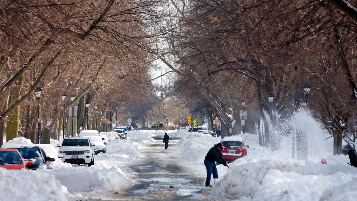 Bafalo nakon mećave