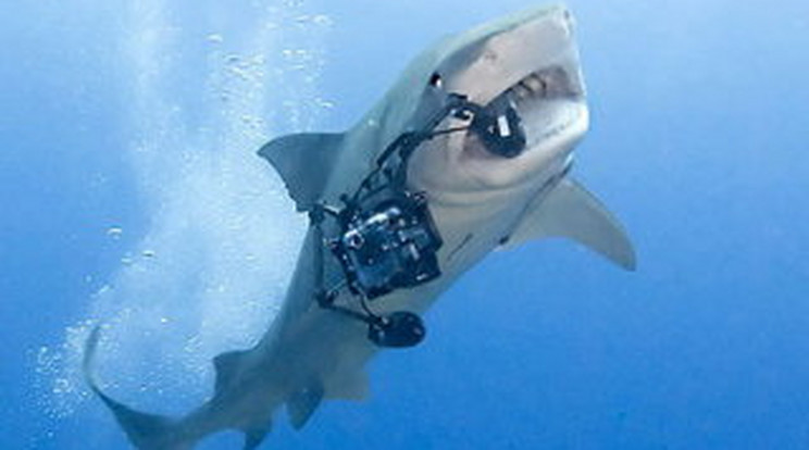Döbbenetes fotó! Elragadta a cápa a kamerát