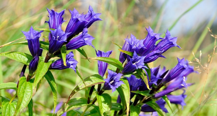 gencjana-w-a-ciwo-ci