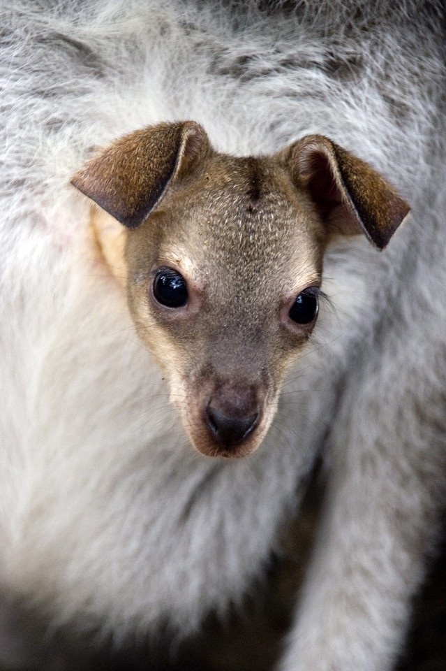 AUSTRALIA WALLABY JOEY