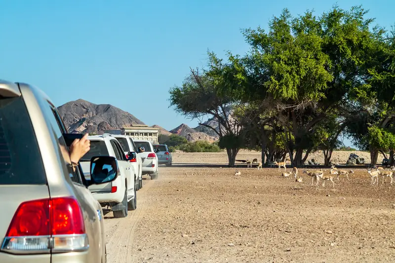 Wycieczka na Sir Bani Yas to niesamowita okazja do obcowania z dziką naturą