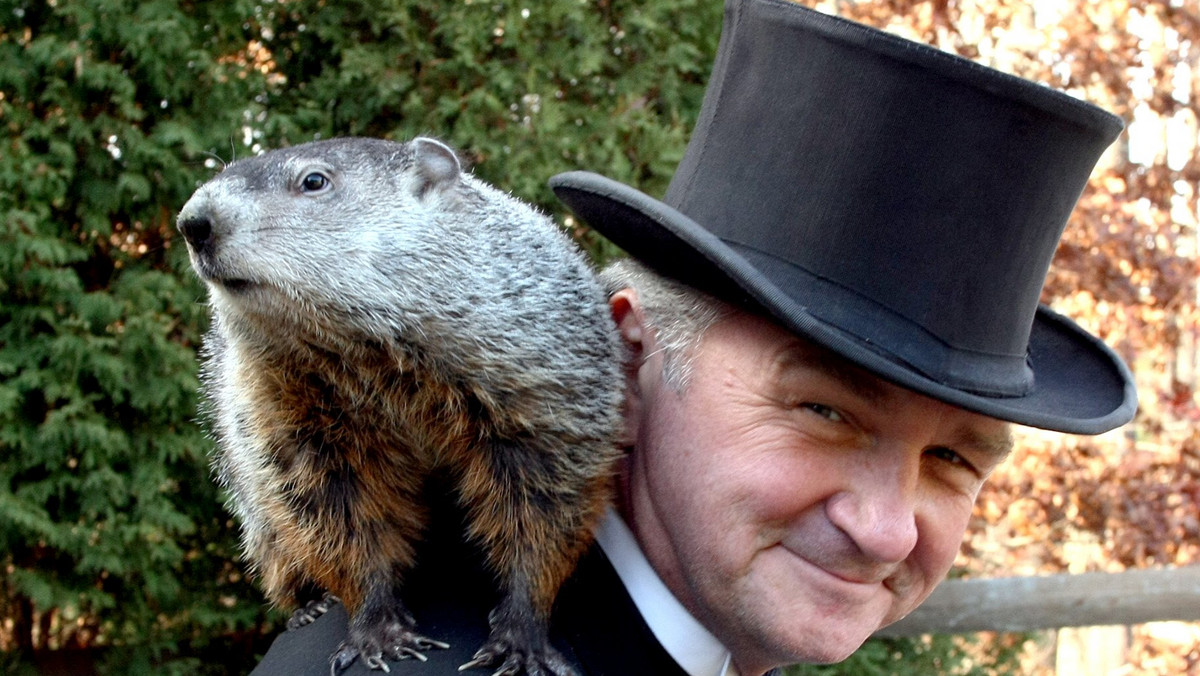 Jeszcze sześć tygodni zimy przepowiedział w czwartek, w "dzień świstaka", najsłynniejszy świstak na świecie Phil z Punxsutawney w amerykańskim stanie Pensylwania.