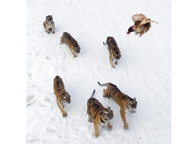 Tygrysy syberyjskie z zoo w Hirbin w Chinach czekają na karmienie