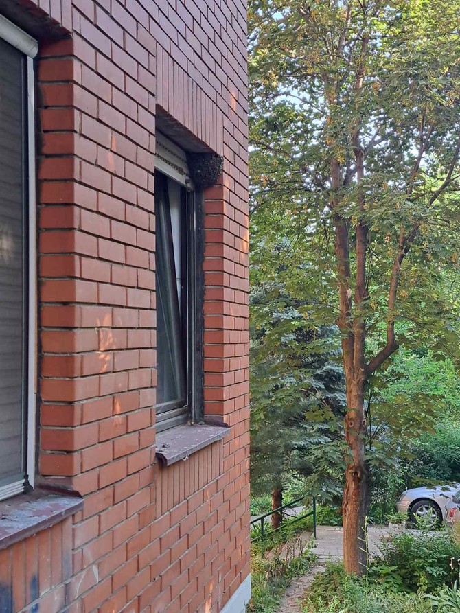 I ne čudi me što su pčele počele da nam se vrzmaju oko zgrade, lepo im kod lipa.