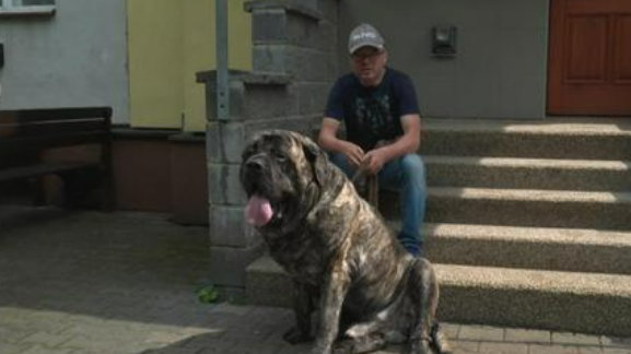 Jest najcięższym psem w Czechach. Waży prawie 124 kg