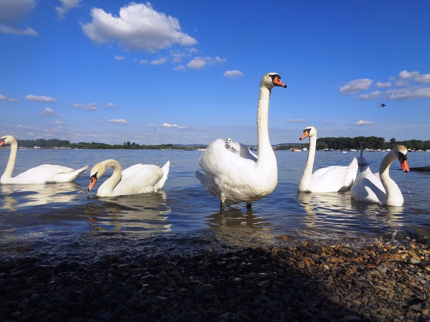 Atrakcija Zemunskog keja 