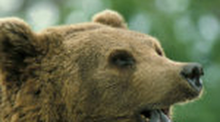 Medve támadt a síelő kisfiúra