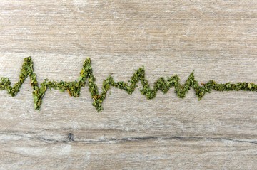 Nem veszélytelen az orvosi kannabisz: ilyen hatása van a szívre