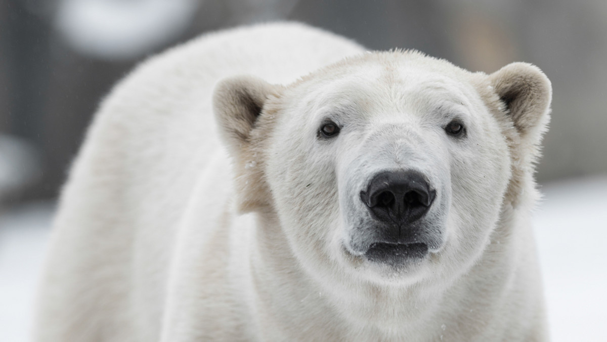 Rosja: 56 niedźwiedzi polarnych grasuje na ulicach wsi na Czukotce