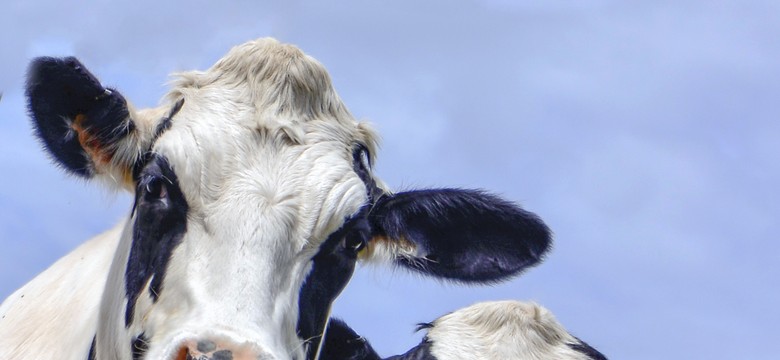 Niepokojące wyniki badań. Za nowotwory u ludzi odpowiada... krowi wirus?