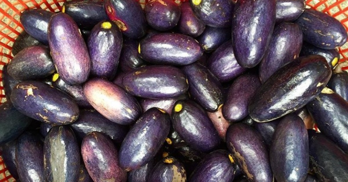 Ube Health benefits of African or bush pear Pulse Nigeria