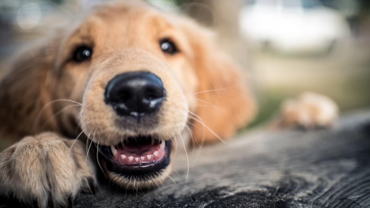 Hogyan élhet sokáig és boldogan a kutyád? Állatorvost kérdeztünk